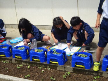 １年 生活科「あさがおのかんさつ」