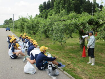 ５年 国吉りんご園 摘果作業
