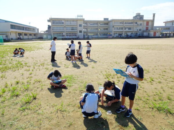 ３年 理科「こん虫のかんさつ」