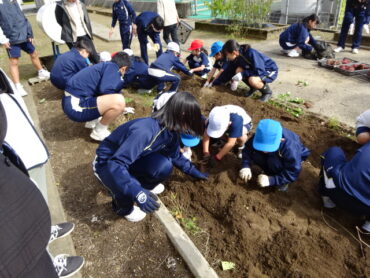 １、８年 なかよし芋堀り活動